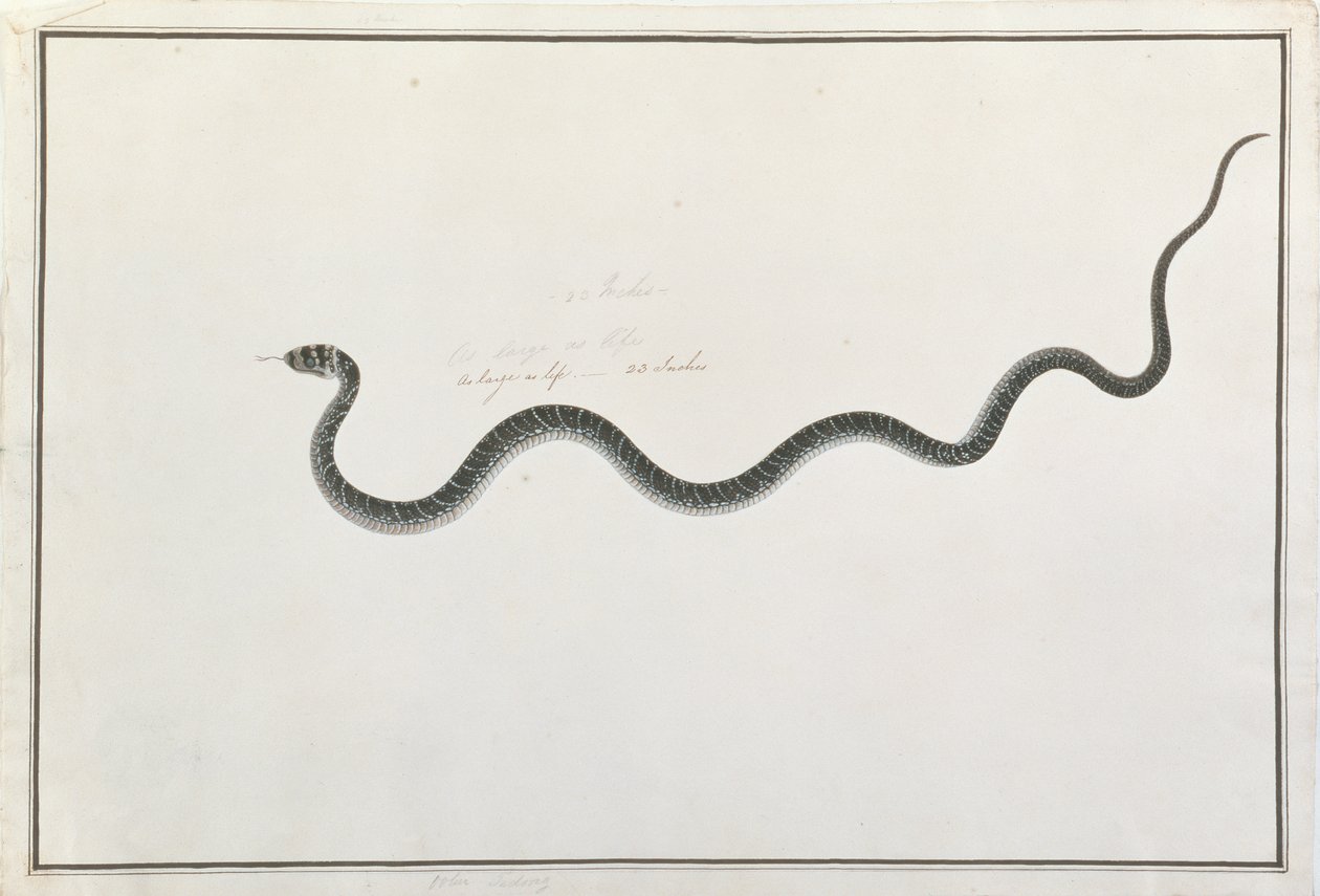 Oolur Tedong, de Desenhos de Animais, Insetos e Répteis de Malaca, c.1805-18 (wc e guache sobre papel) de Chinese School
