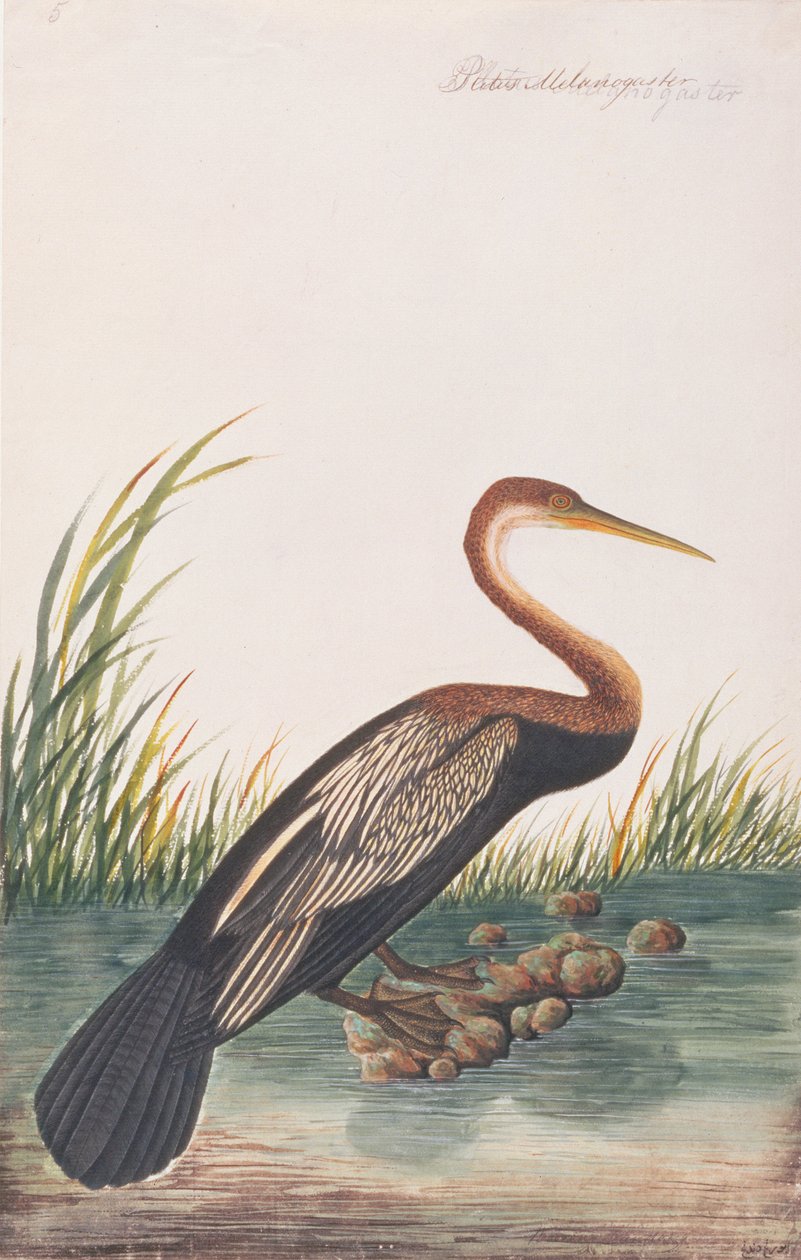 Oriental Darter, de Desenhos de Pássaros de Malaca, c.1805-18 (wc no papel) de Chinese School
