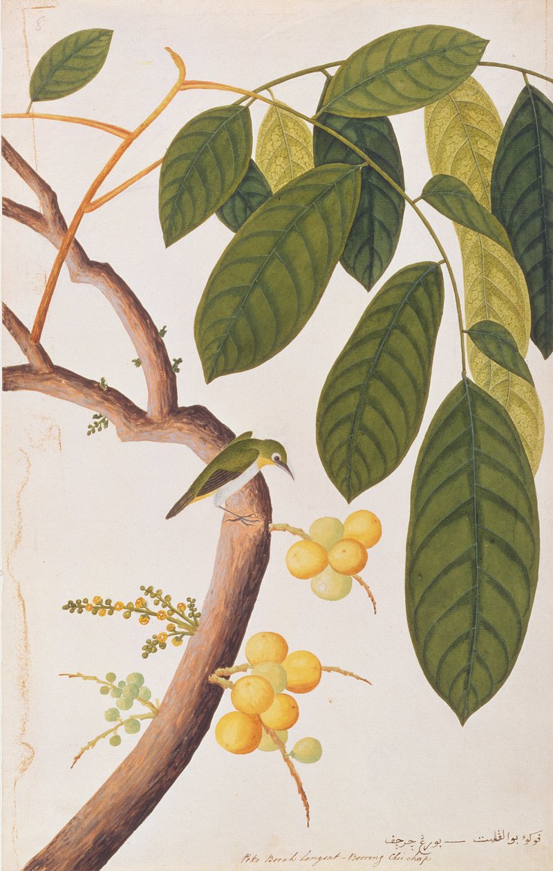 Olho-branco Oriental, de Desenhos de Pássaros de Malaca, c.1805-18 (wc no papel) de Chinese School