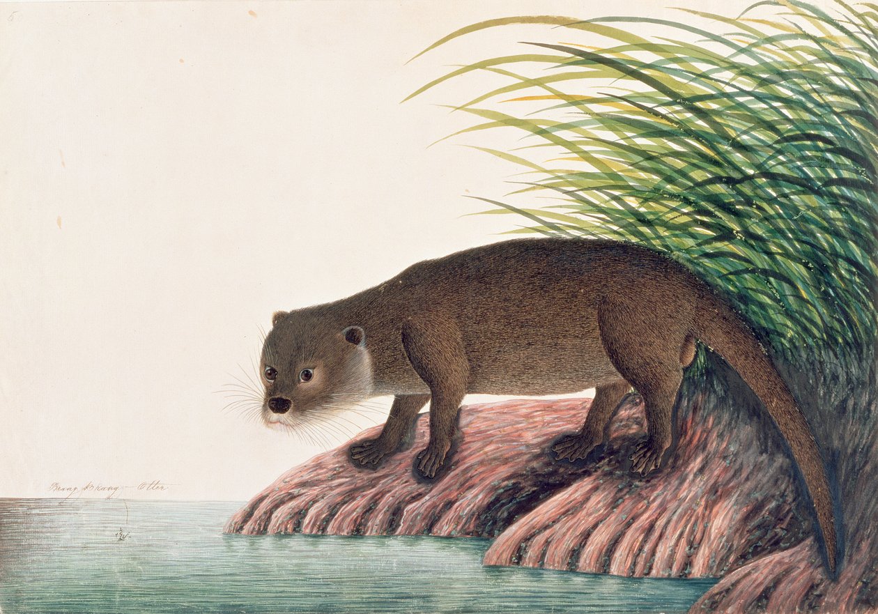 Lontra, Brang-Brang, de Desenhos de Animais, Insetos e Répteis de Malaca, c.1805-18 (wc e guache sobre papel) de Chinese School