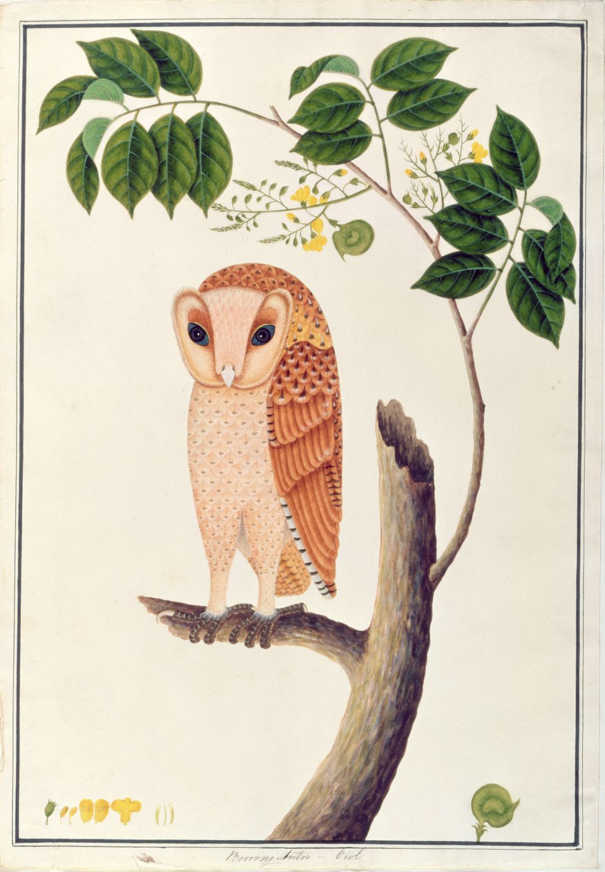 Coruja, Boorong antoo, de Desenhos de Pássaros de Malaca, c.1805-18 (wc no papel) de Chinese School