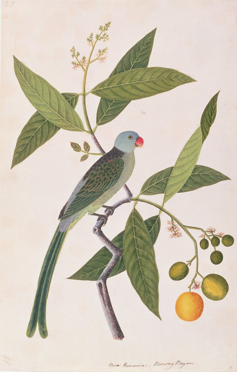 Periquito, de Desenhos de Pássaros de Malaca, c.1805-18 (wc no papel) de Chinese School