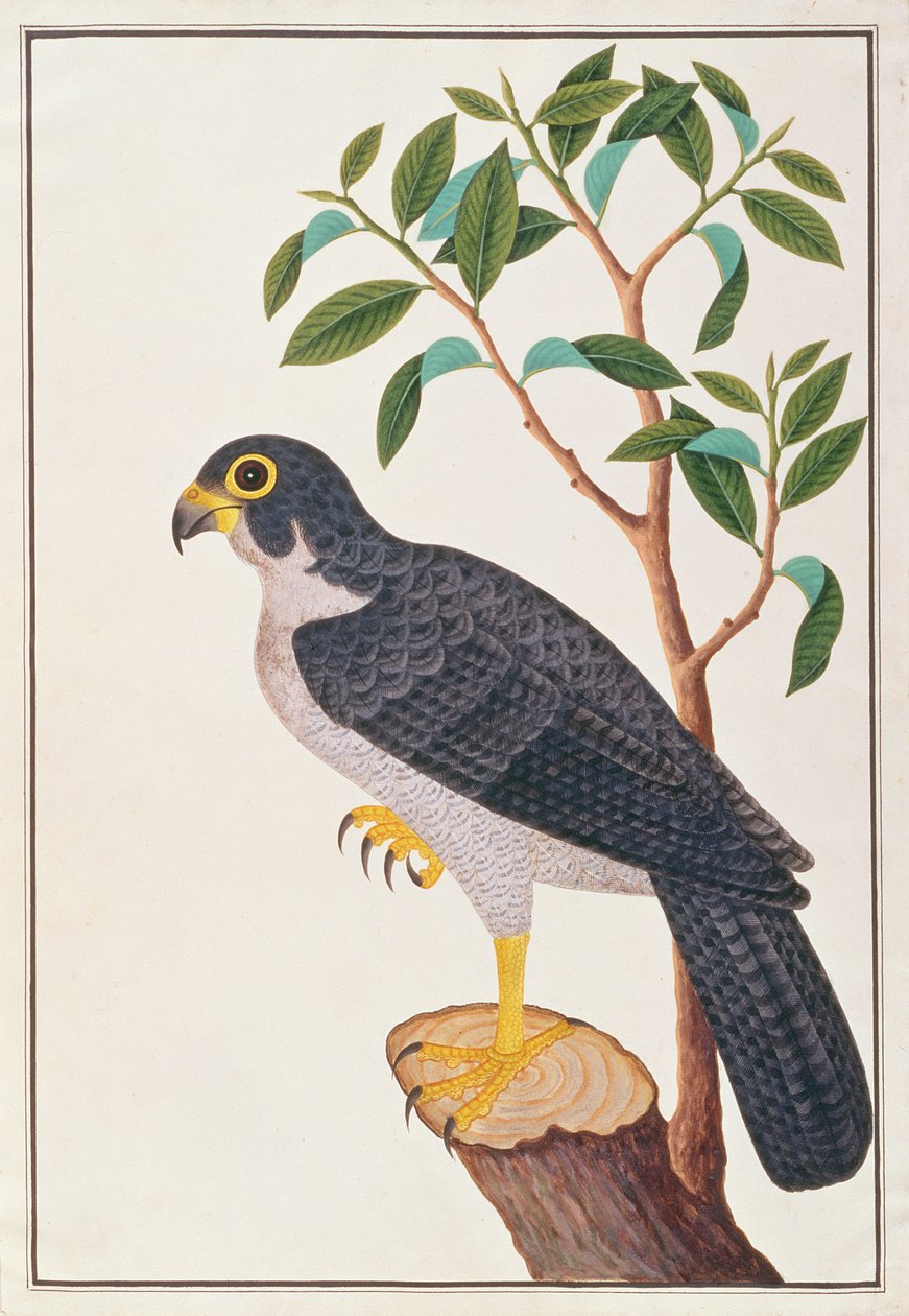 Falcão-peregrino, de Desenhos de Pássaros de Malaca, c.1805-18 (wc no papel) de Chinese School