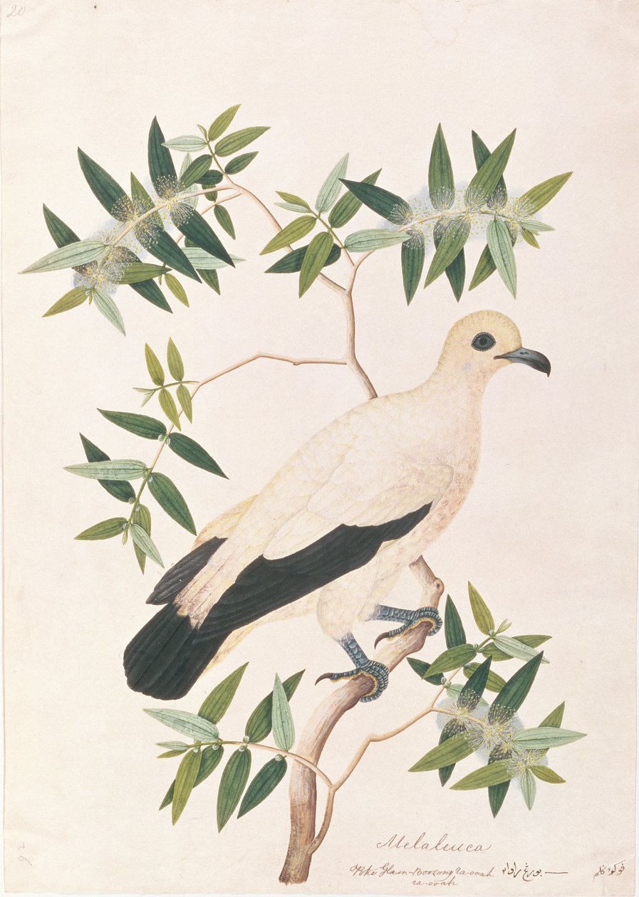 Pied Imperial Pigeon, de desenhos de aves de Malaca, c.1805-18 (wc no papel) de Chinese School