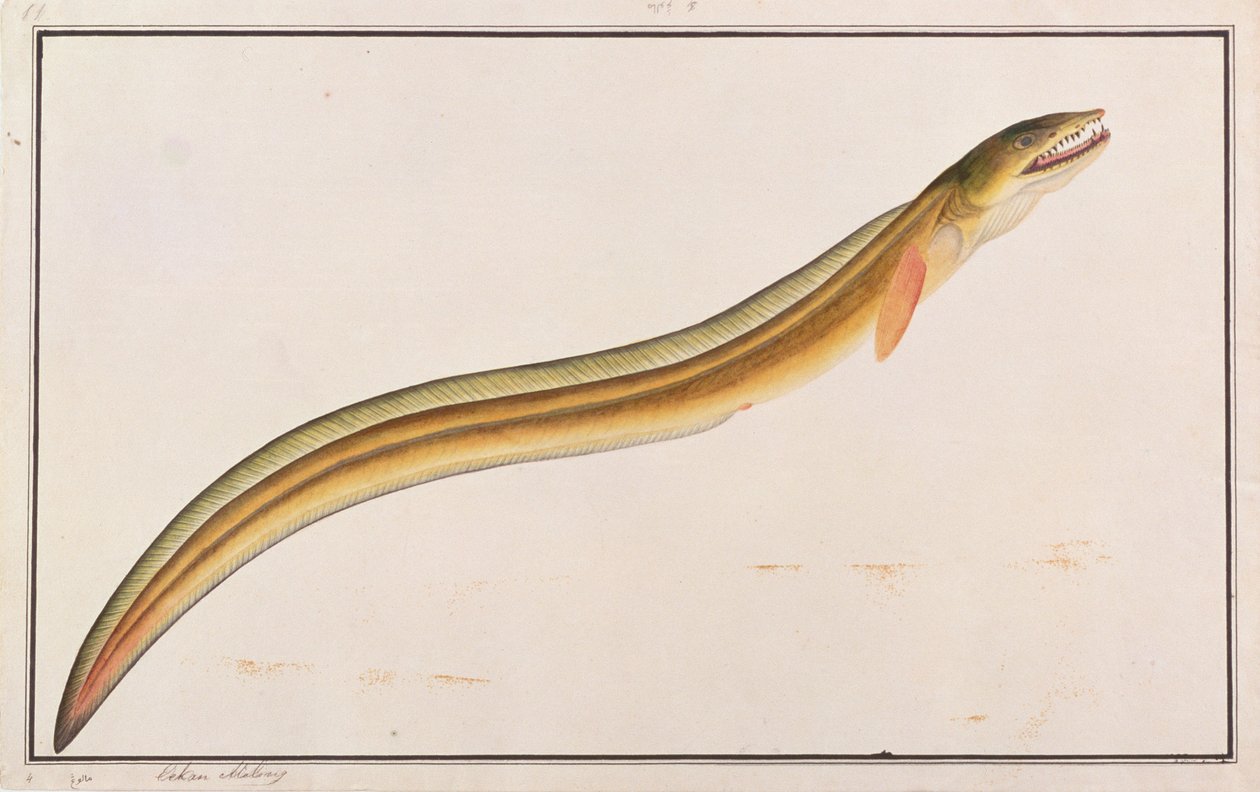 Pike Conger, de Desenhos de Peixes de Malaca, c.1805-18 (wc no papel) de Chinese School