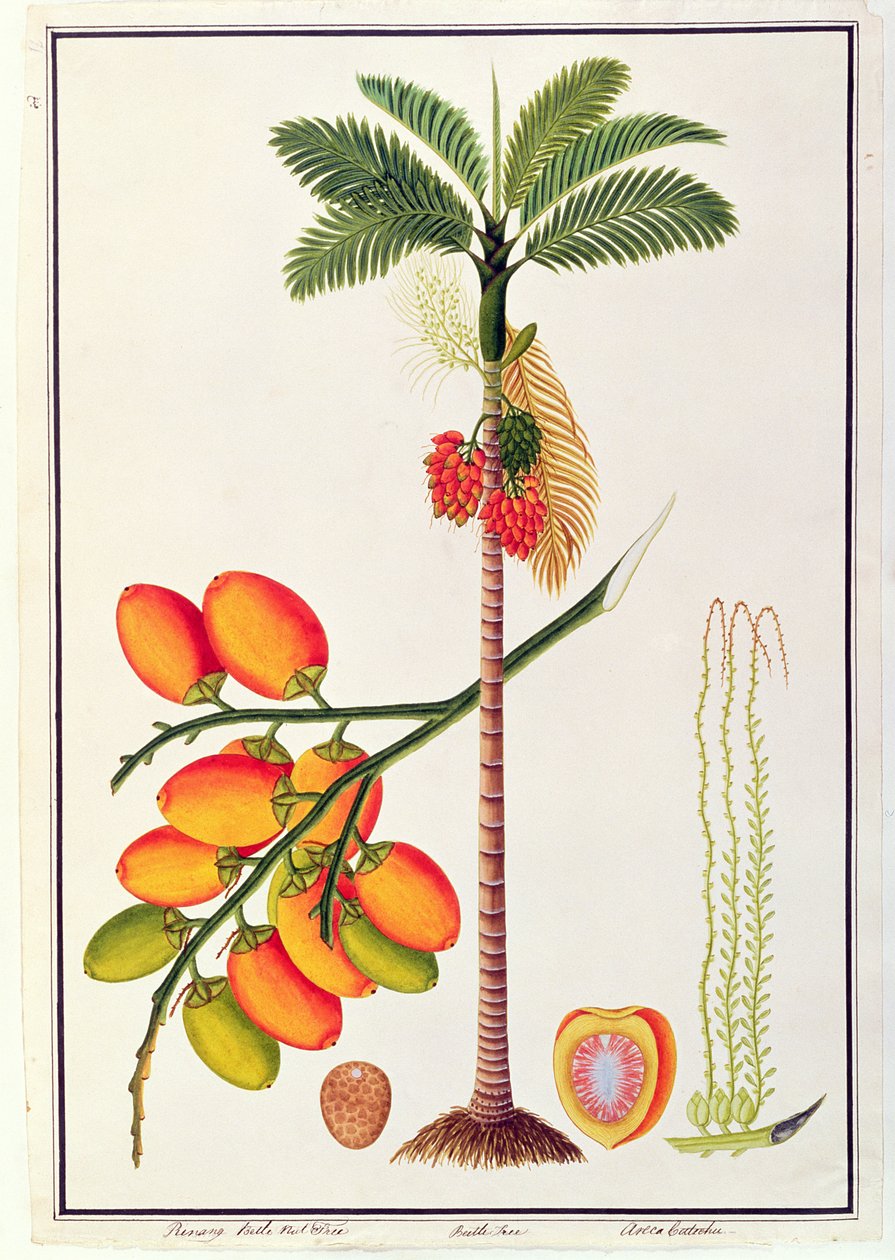 Pinang Betle Nut Tree, a partir de desenhos de plantas de Malaca, c.1805-18 (wc no papel) de Chinese School
