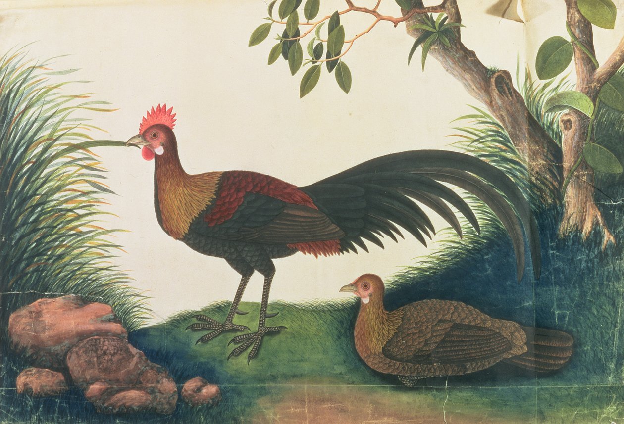Aves de capoeira, de desenhos de aves de Malaca, c.1805-18 (wc no papel) de Chinese School