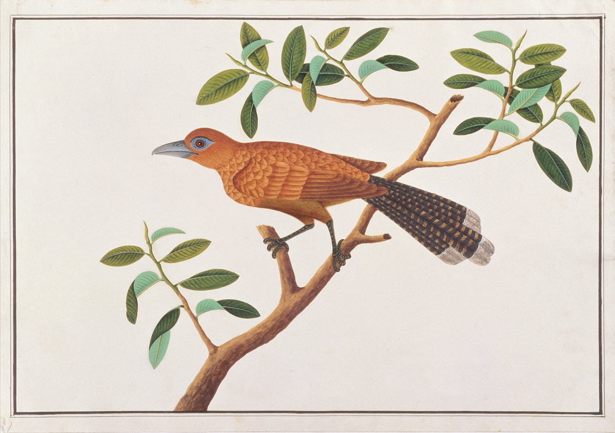 Raffles Malkoha, de Desenhos de Pássaros de Malaca, c.1805-18 (wc no papel) de Chinese School