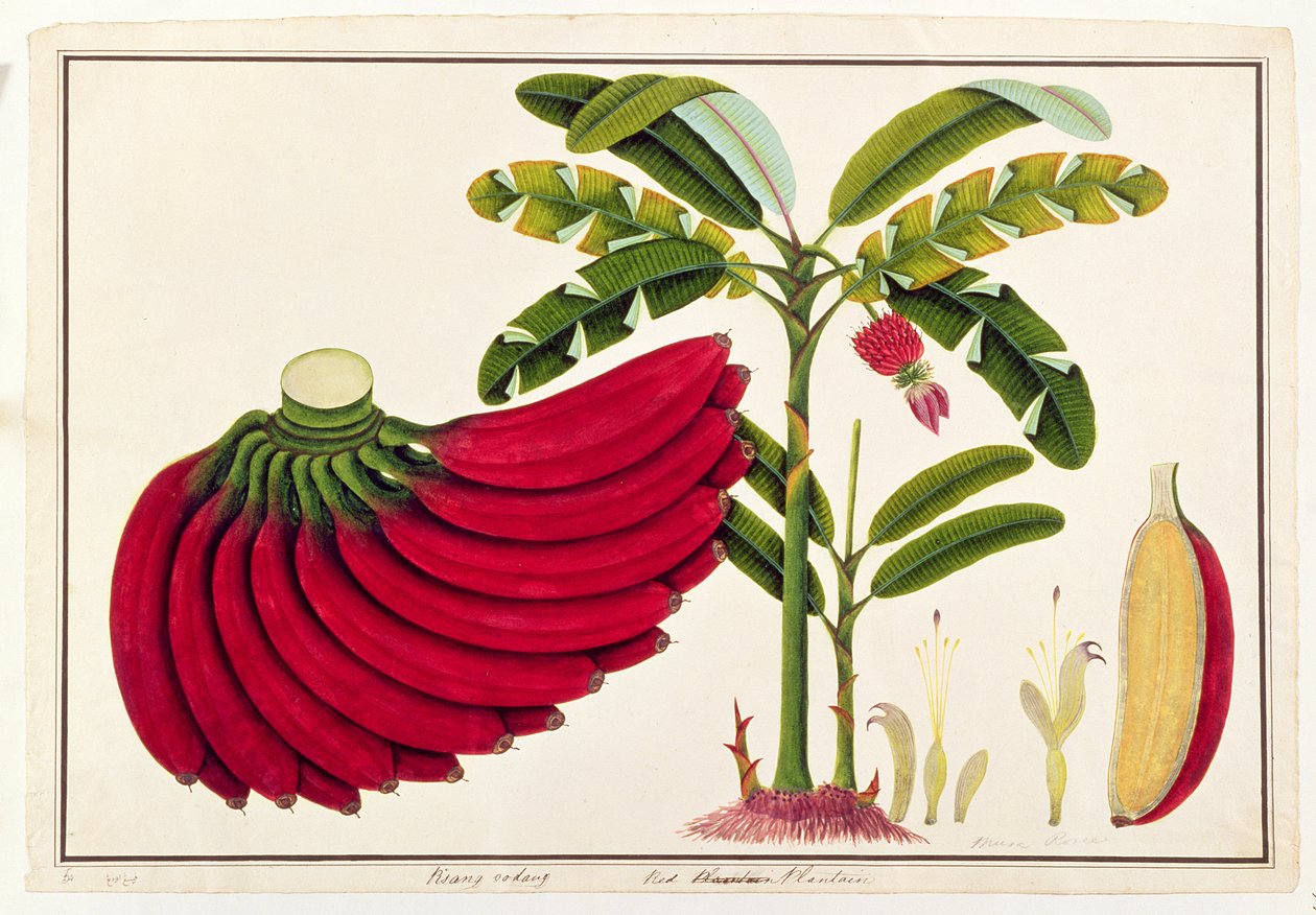 Tanchagem Vermelha, Pisang oodang, de Desenhos de Plantas de Malaca, c.1805-18 (wc no papel) de Chinese School