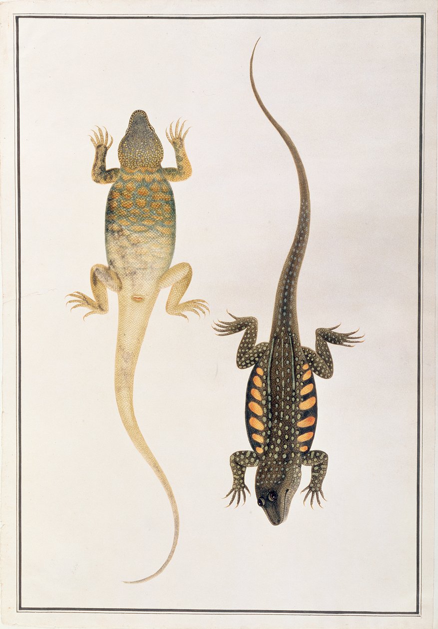 Répteis, de Desenhos de Animais, Insetos e Répteis de Malaca, c.1805-18 (wc e guache sobre papel) de Chinese School