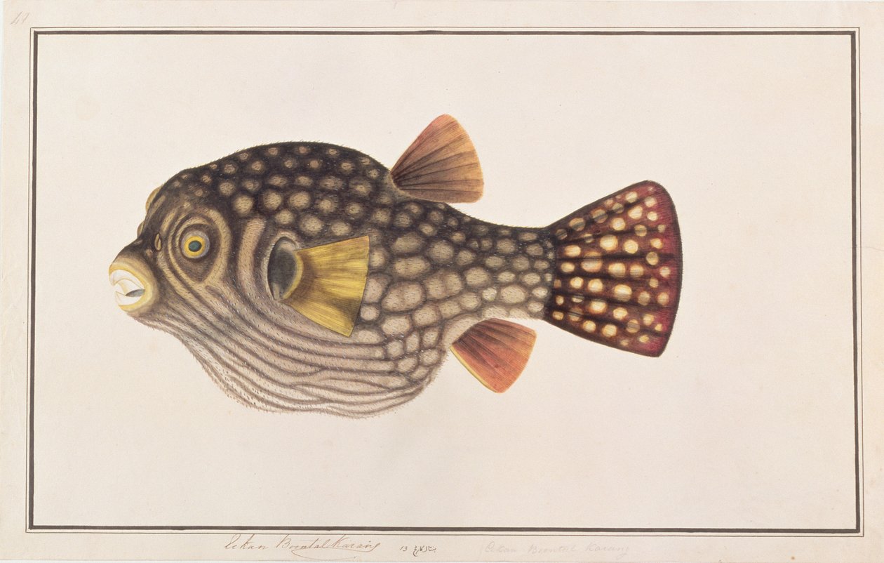 Pufferfish Reticulated, dos desenhos dos peixes de Malacca, c.1805-18 (wc no papel) de Chinese School