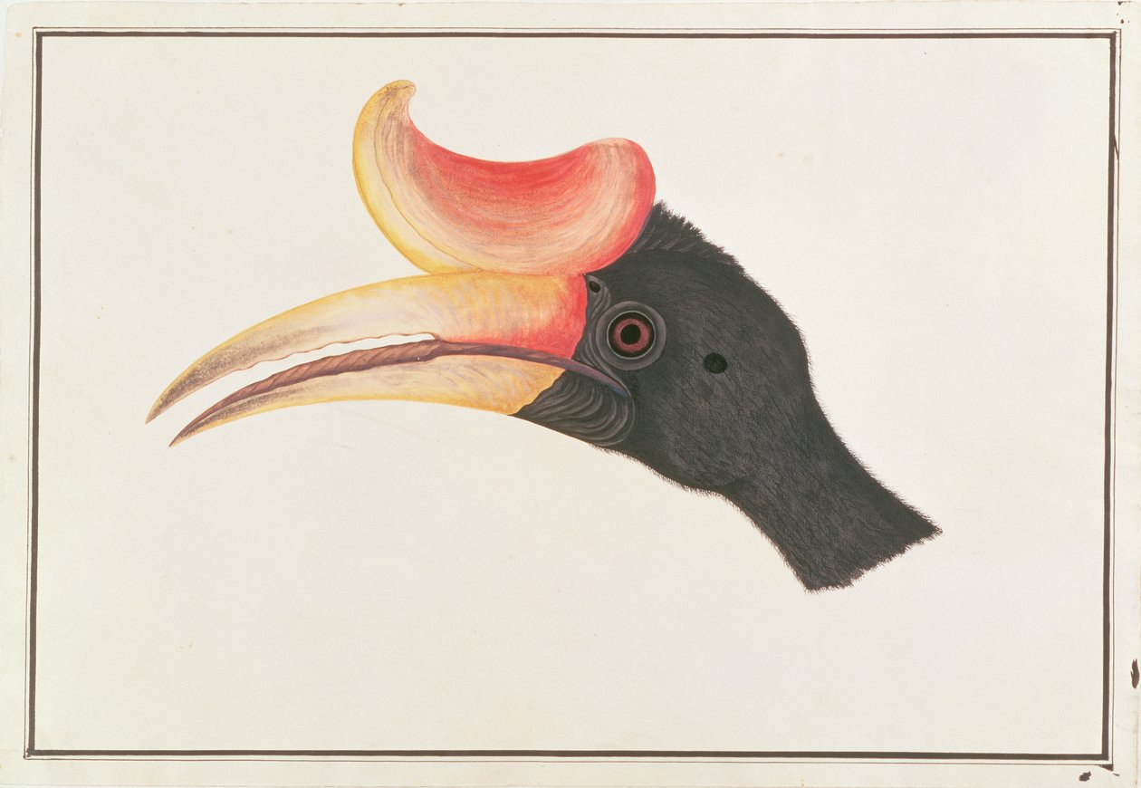 Calau de rinoceronte, de desenhos de pássaros de Malaca, c.1805-18 (wc no papel) de Chinese School