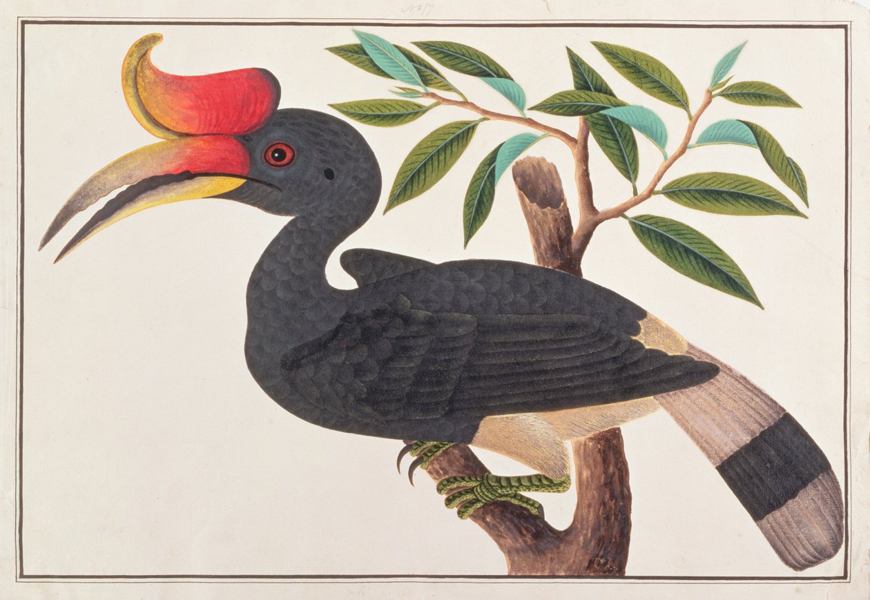 Calau de rinoceronte, de desenhos de pássaros de Malaca, c.1805-18 (wc no papel) de Chinese School