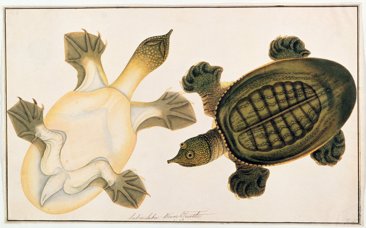 Tartaruga-de-rio, Labie Labu, de Desenhos de Animais, Insetos e Répteis de Malaca, c.1805-18 (guache e wc sobre papel) de Chinese School