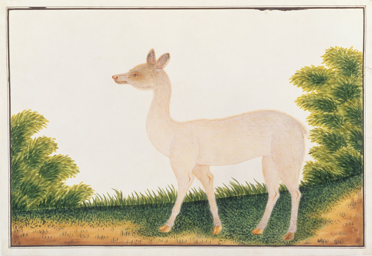 Veado de Sambar, de Desenhos de Animais, Insetos e Répteis de Malaca, c.1805-18 (wc e guache sobre papel) de Chinese School