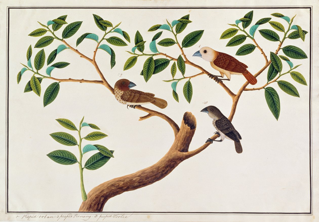 Munia de peito escamoso, Munia de Cabeça Branca e Guia de Mel da Malásia, de Desenhos de Pássaros de Malaca, c.1805-18 (wc no papel) de Chinese School
