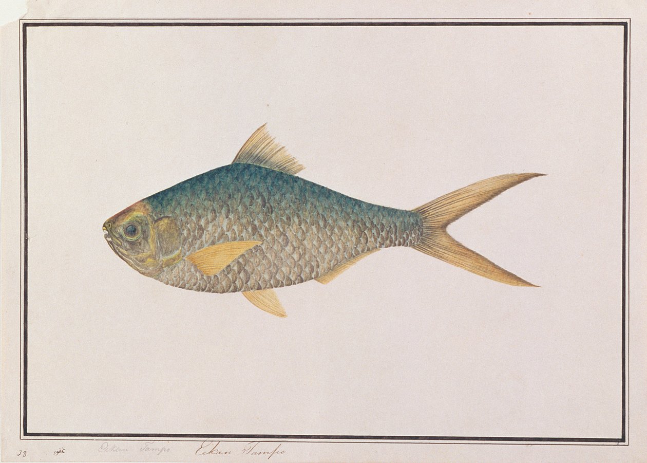 Sável, de Desenhos de Peixes de Malaca, c.1805-18 (wc no papel) de Chinese School