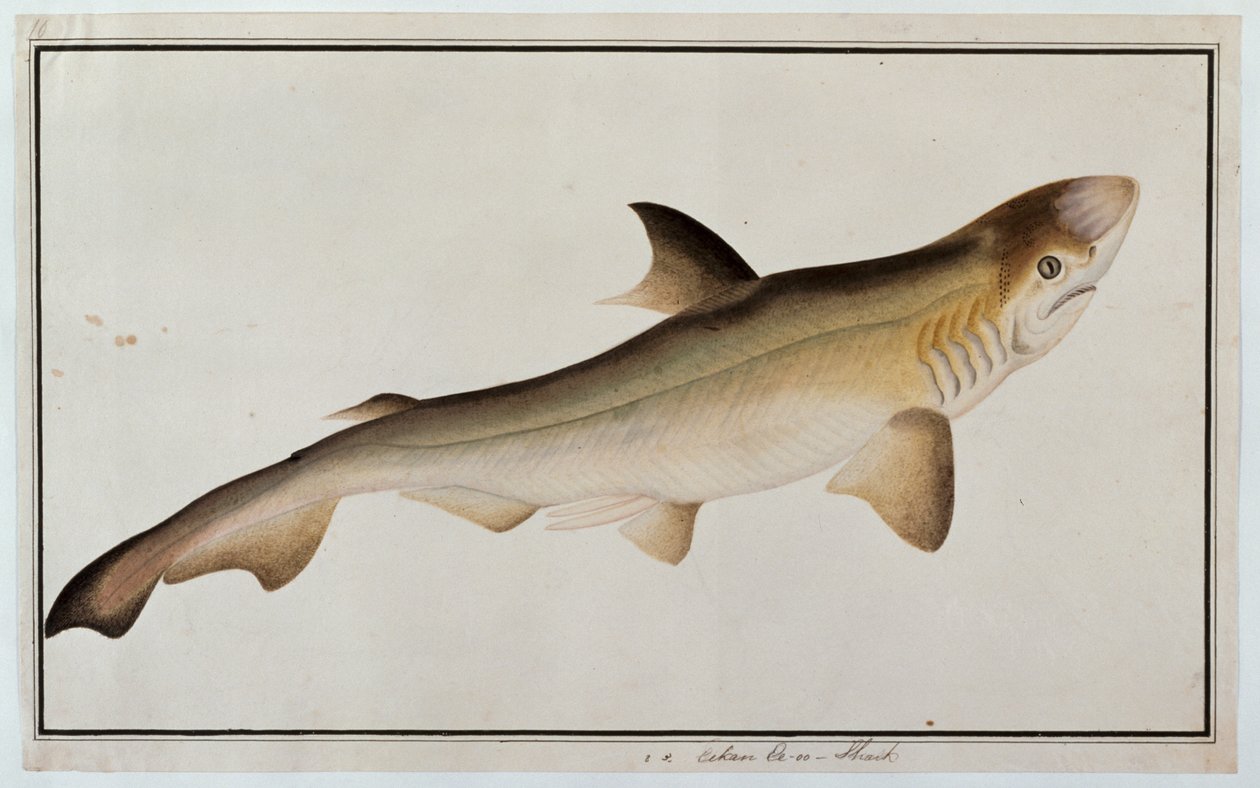 Tubarão, Eekan Ee-oo, de desenhos de peixes de Malaca, c.1805-18 (wc no papel) de Chinese School