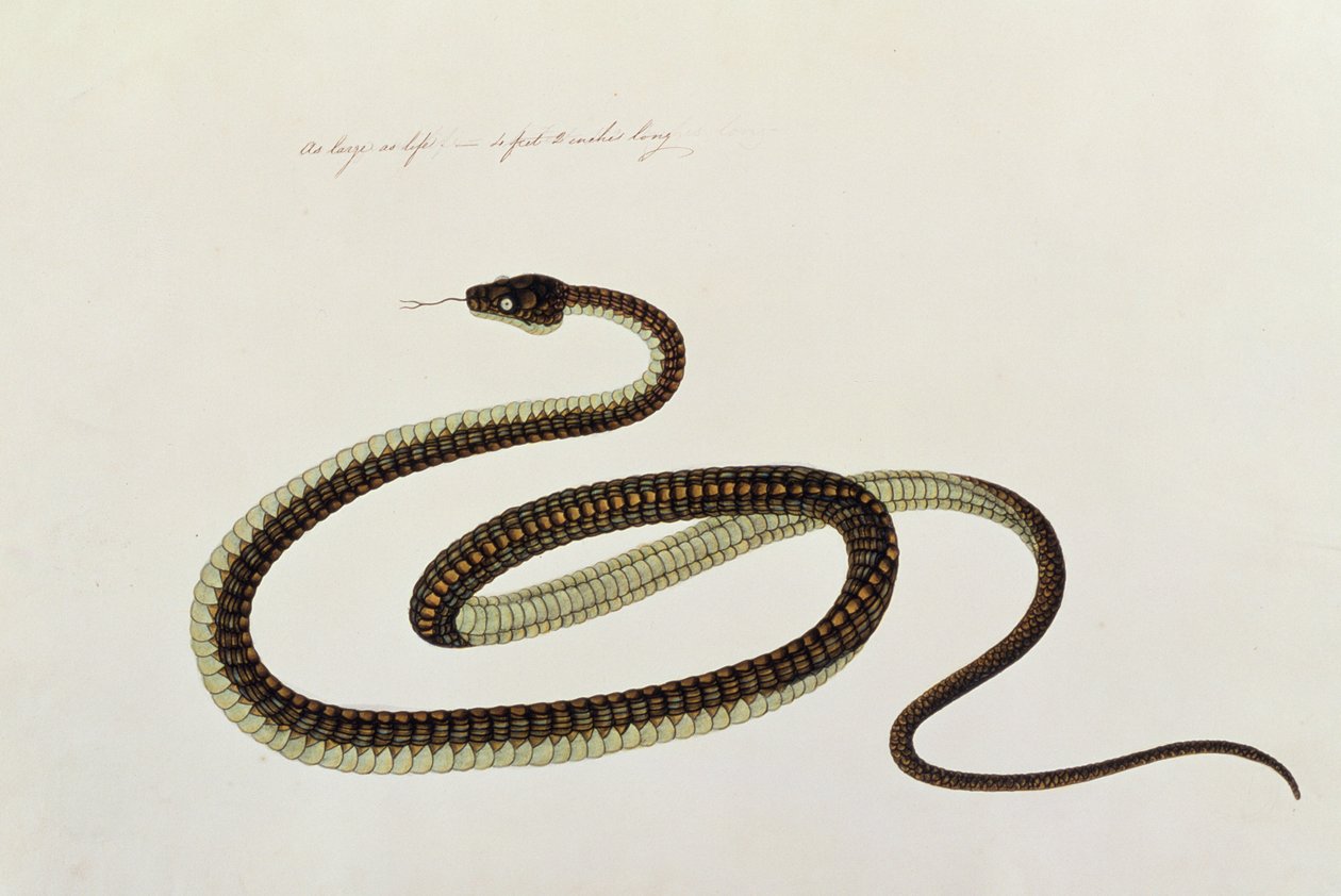 Cobra, de Desenhos de Animais, Insetos e Répteis de Malaca, c.1805-18 (guache e wc sobre papel) de Chinese School
