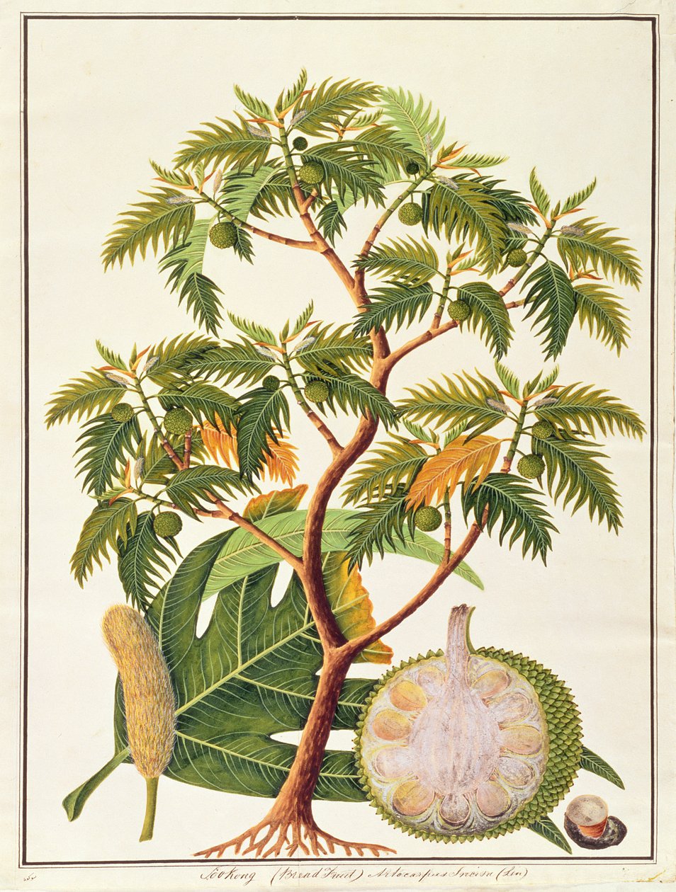 Sookong (Bread Fruit) e Artocarpus Incisa (Lin) de Desenhos de Plantas de Malaca, c.1805-18 (wc no papel) de Chinese School
