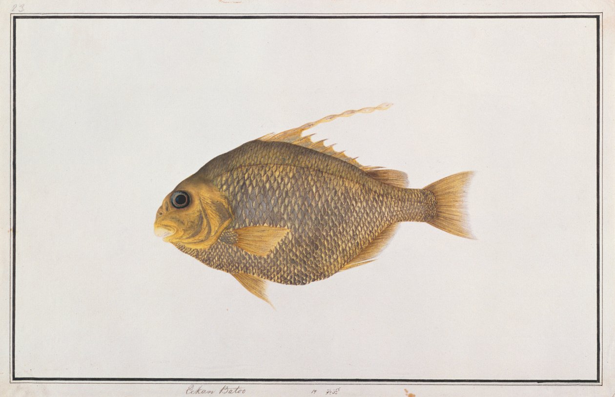 Peixe-espadas, de Desenhos de Peixes de Malaca, c.1805-18 (wc no papel) de Chinese School