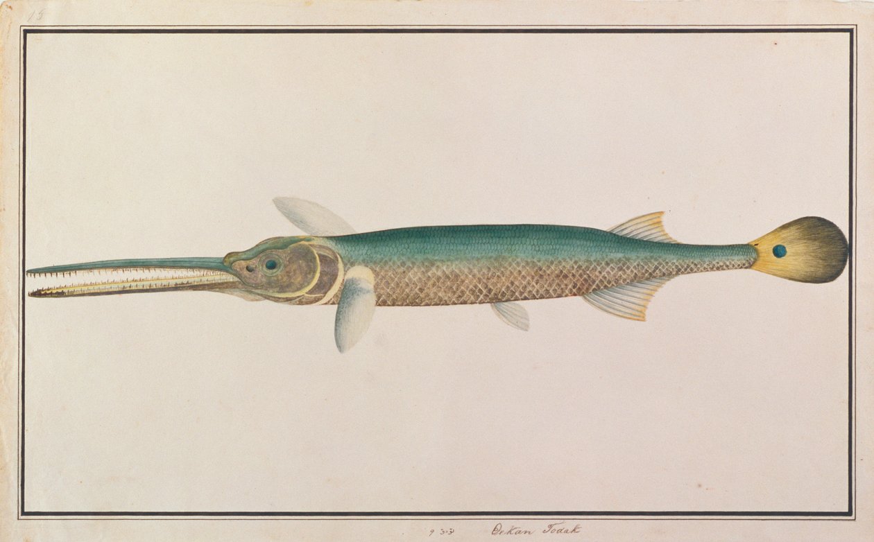 Spottail Needlefish, de desenhos de peixes de Malaca, c.1805-18 (wc no papel) de Chinese School