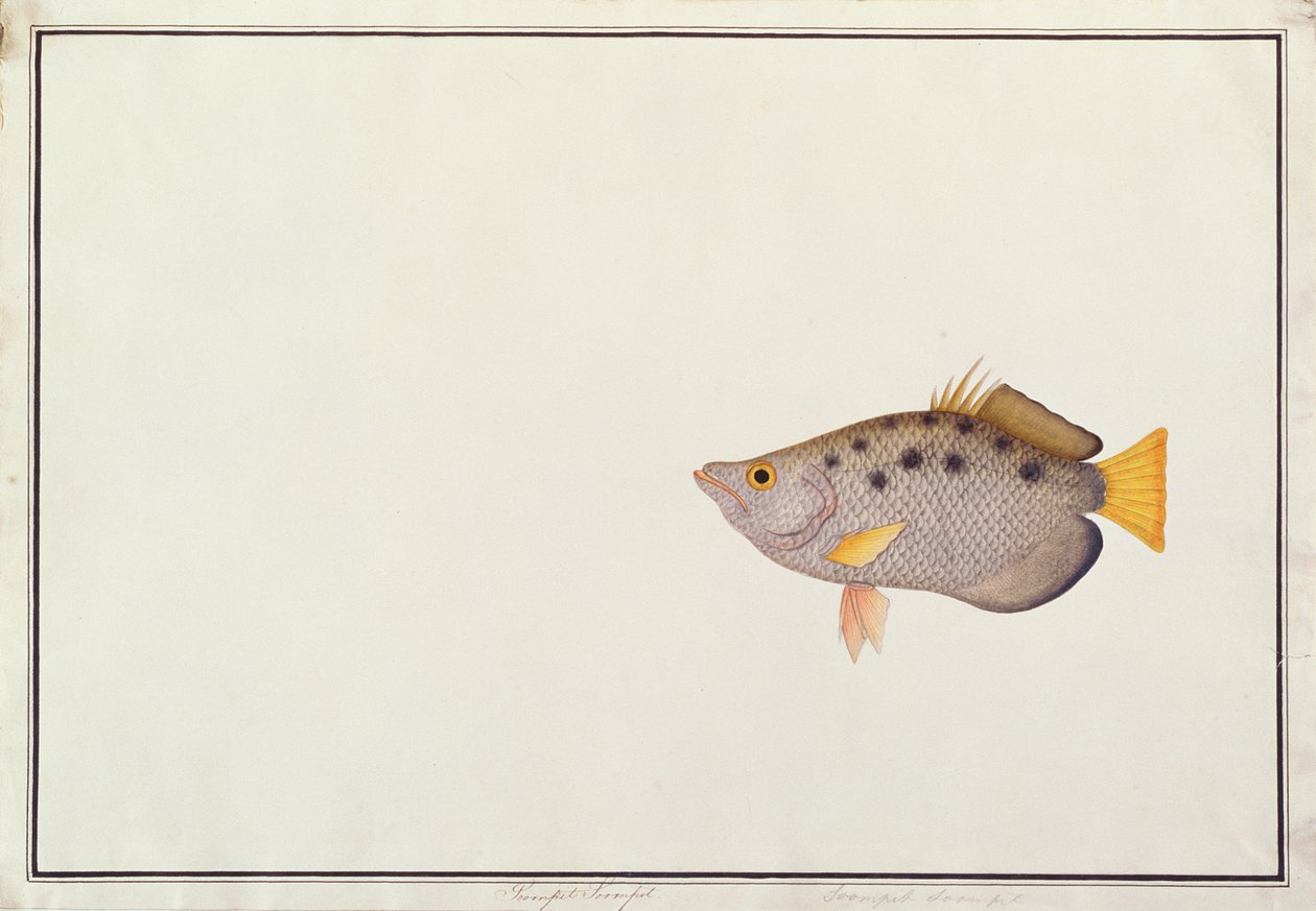 Archerfish manchado, dos desenhos dos peixes de Malacca, c.1805-18 (wc no papel) de Chinese School