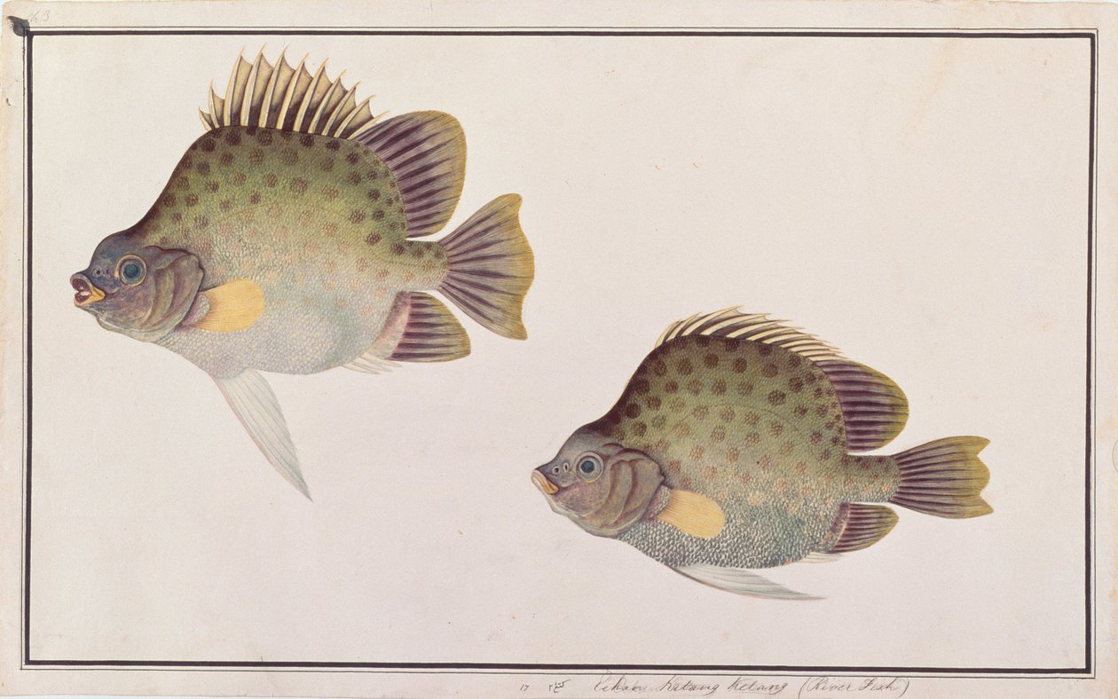 Spotted Scat, de Desenhos de Peixes de Malaca, c.1805-18 (wc no papel) de Chinese School
