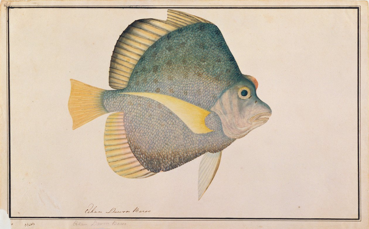 Sicklefish manchado, dos desenhos dos peixes de Malacca, c.1805-18 (wc no papel) de Chinese School