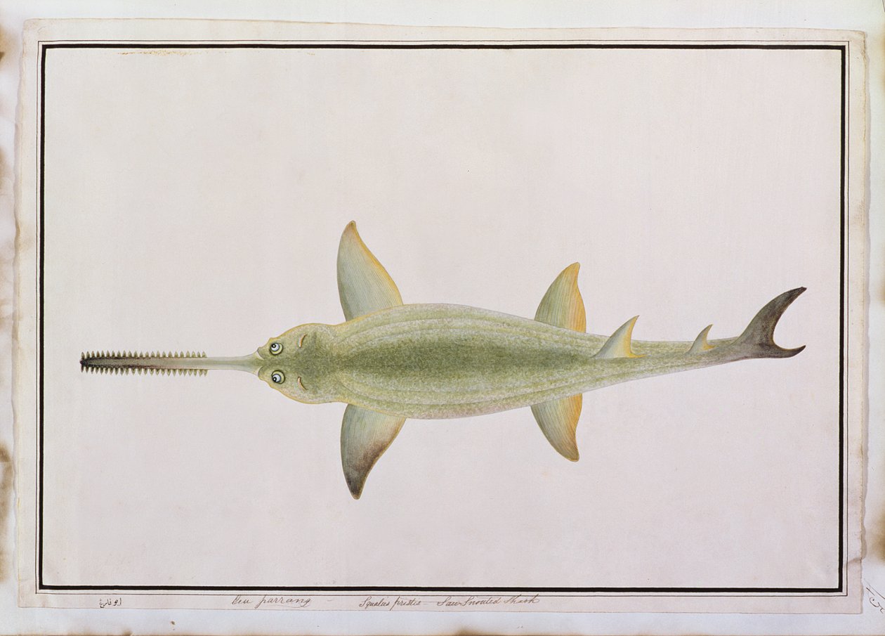 Espadilha Tubarão Focinho, Eeu parrang, Squalus poristis, de Desenhos de Peixes de Malaca, c.1805-18 (wc no papel) de Chinese School