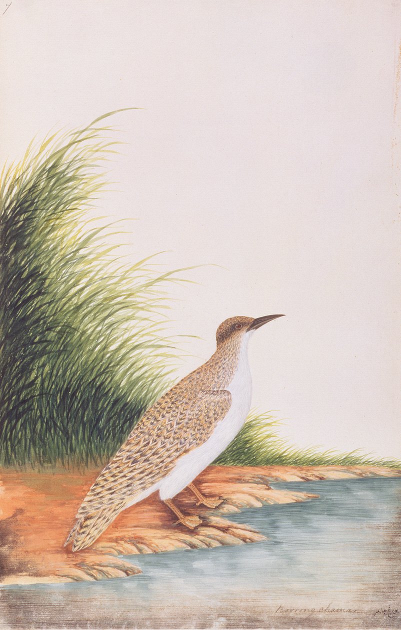 Garajau, de Desenhos de Aves de Malaca, c.1805-18 (wc no papel) de Chinese School