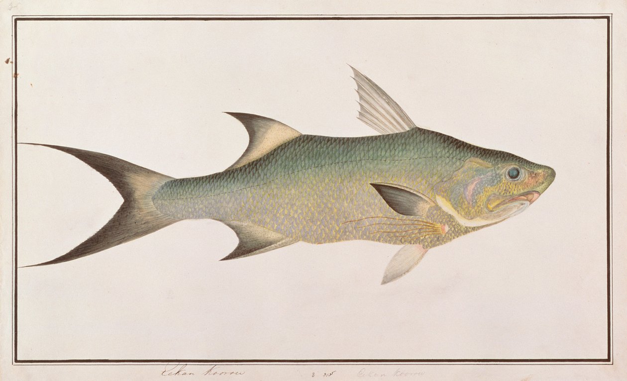 Threadfin, de Desenhos de Peixes de Malaca, c.1805-18 (wc no papel) de Chinese School