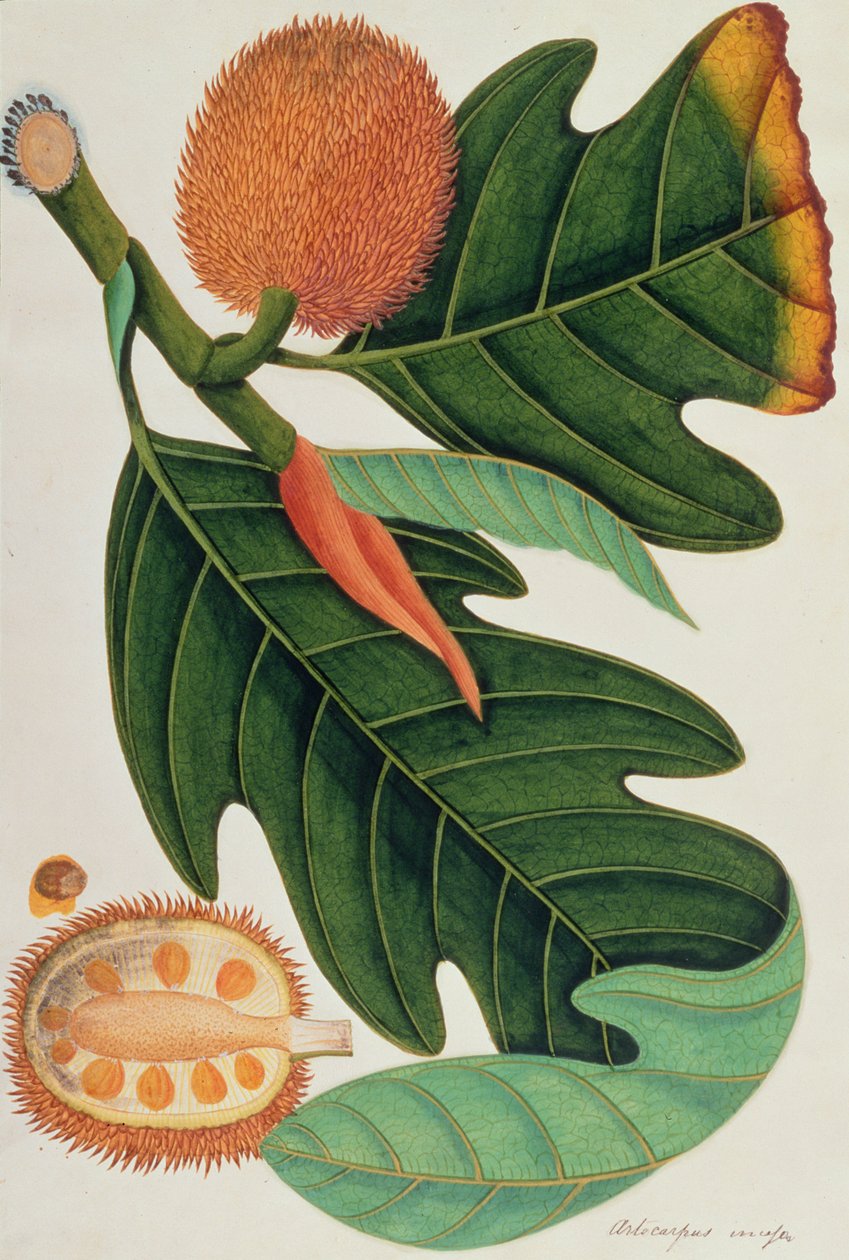 Trab ou Artocarpus incess, de desenhos de plantas de Malaca, c.1805-18 (wc no papel) de Chinese School