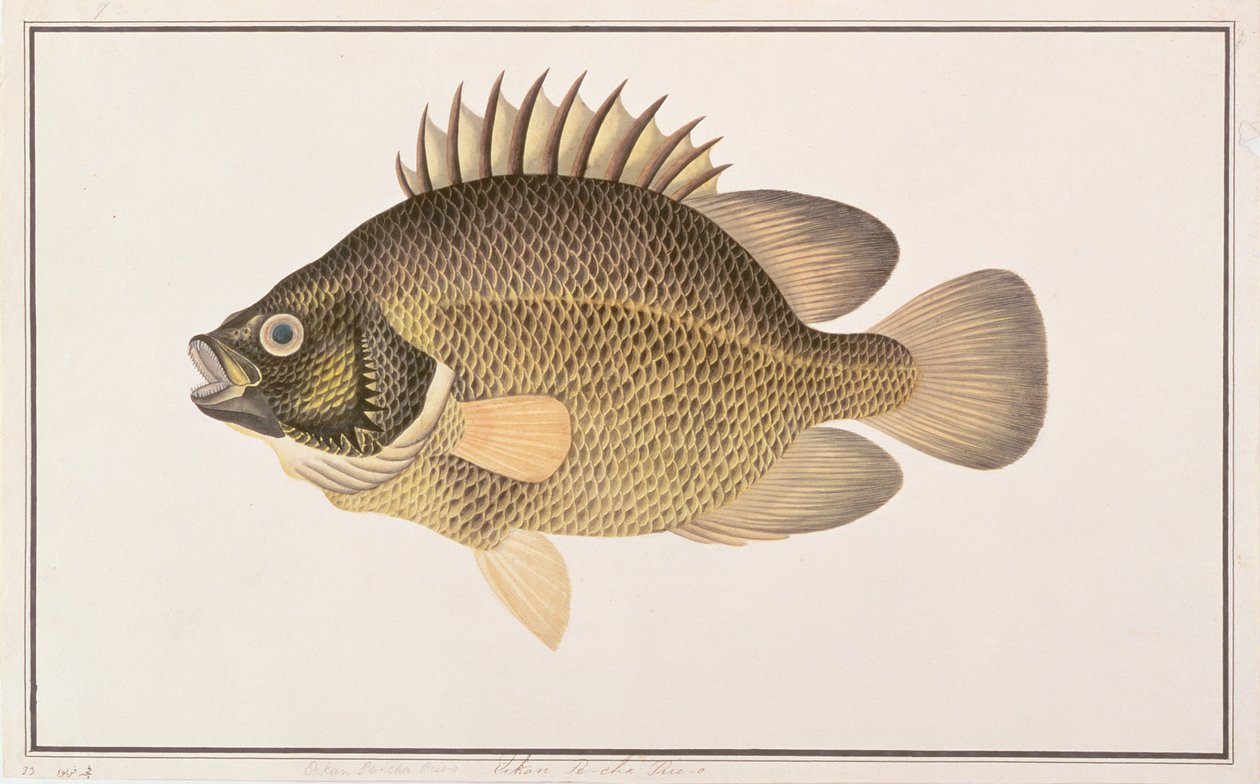 Tripletail, de Desenhos de Peixes de Malaca, c.1805-18 (wc no papel) de Chinese School