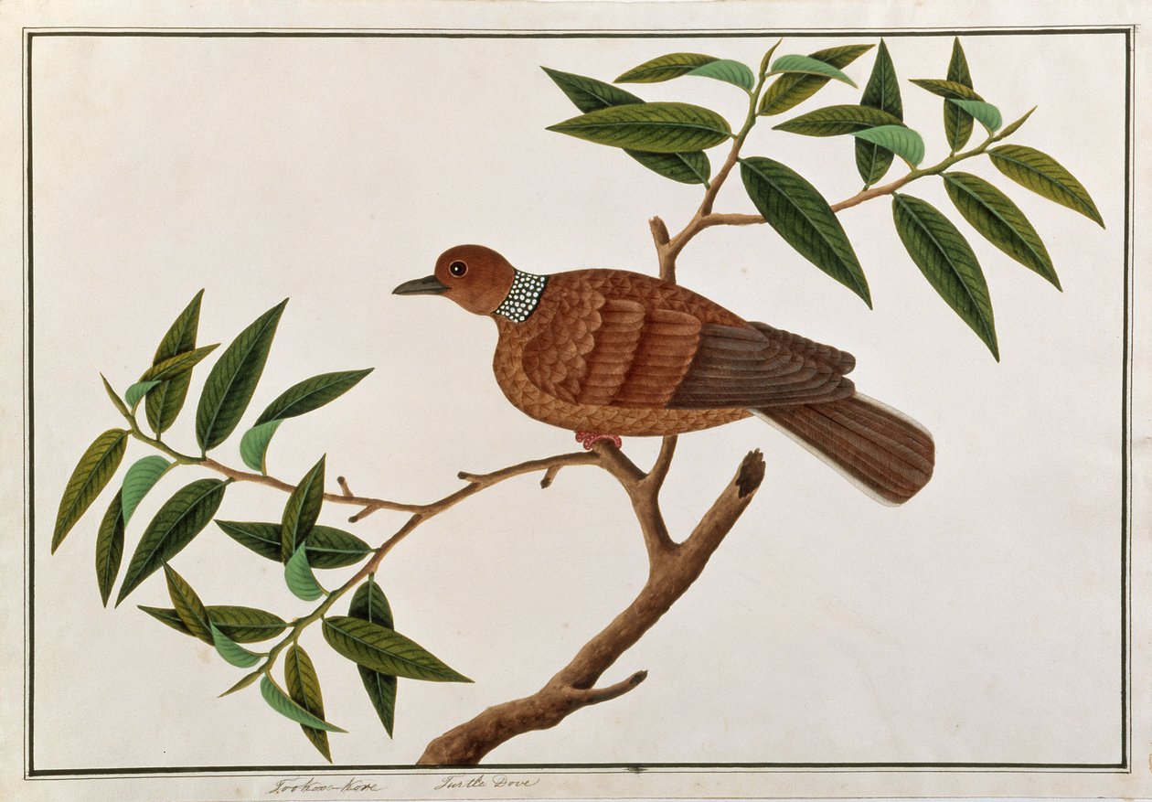 Pomba de Tartaruga, Tookoo-Kore, de Desenhos de Pássaros de Malaca, c.1805-18 (wc no papel) de Chinese School