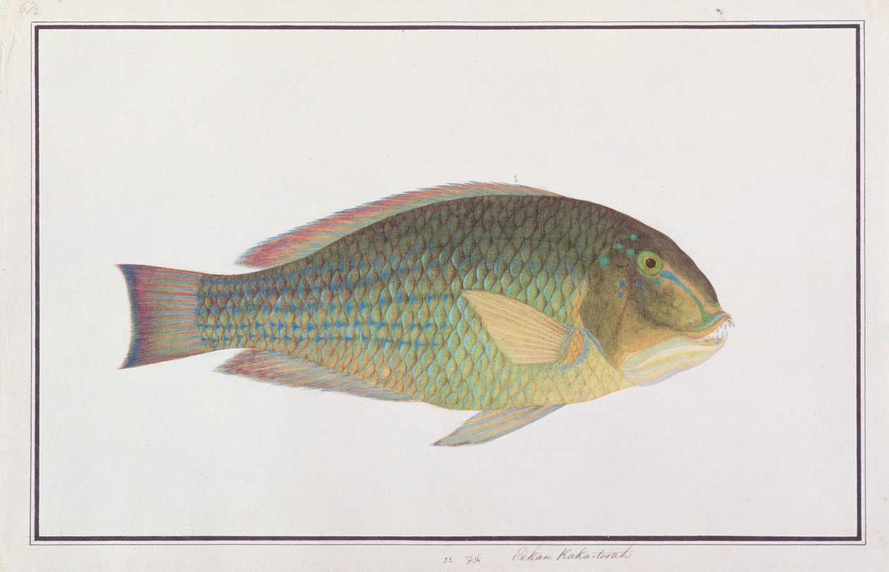 Tuskfish, de Desenhos de Peixes de Malaca, c.1805-18 (wc no papel) de Chinese School