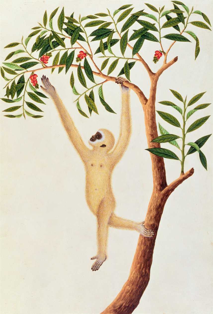 Macaco Armado Longo Branco, Ongka Pootre, de Desenhos de Animais, Insetos e Répteis de Malaca, c.1805-18 (wc e guache sobre papel) de Chinese School
