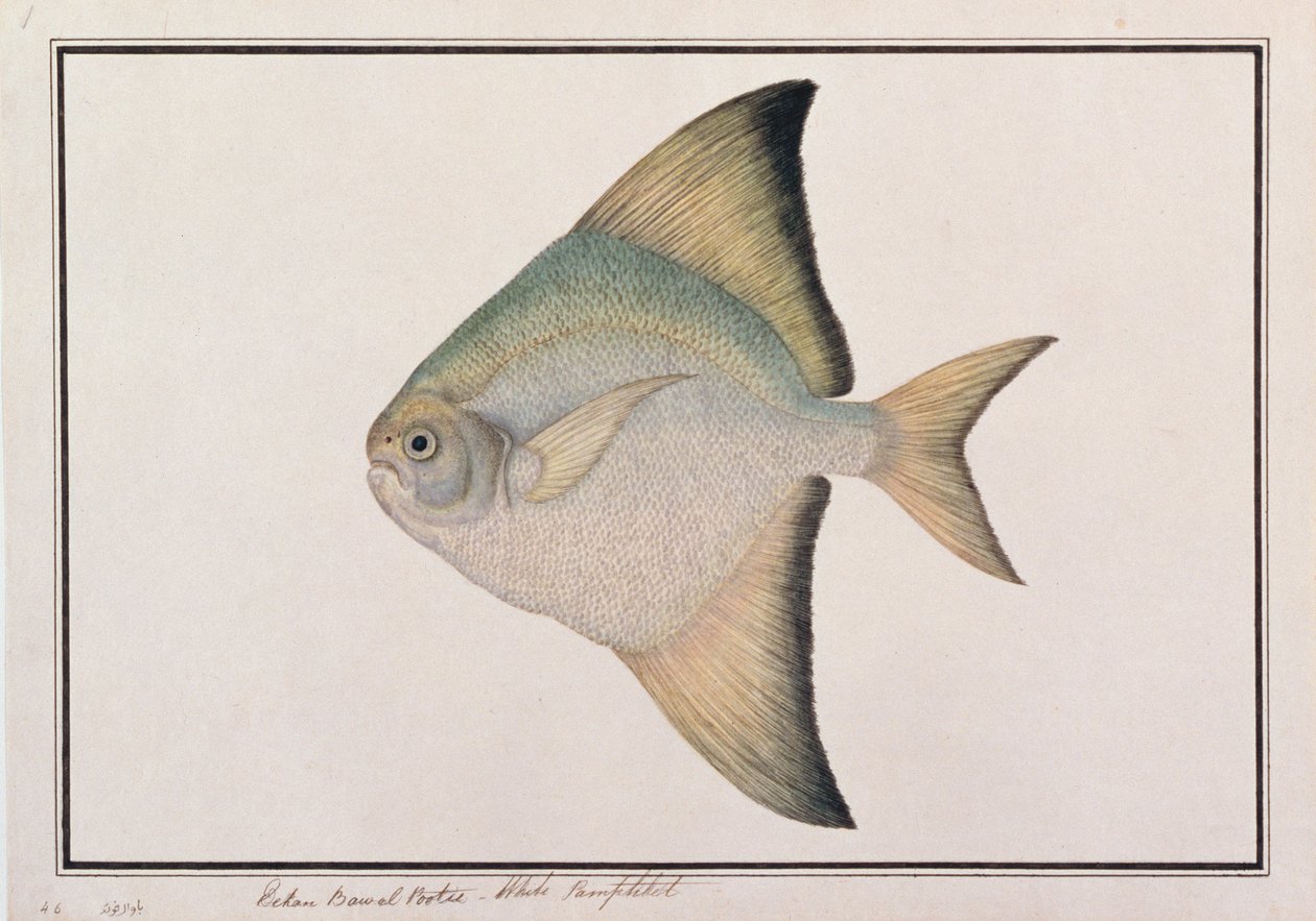 Pomfret Branco, de Desenhos de Peixes de Malaca, c.1805-18 (wc no papel) de Chinese School