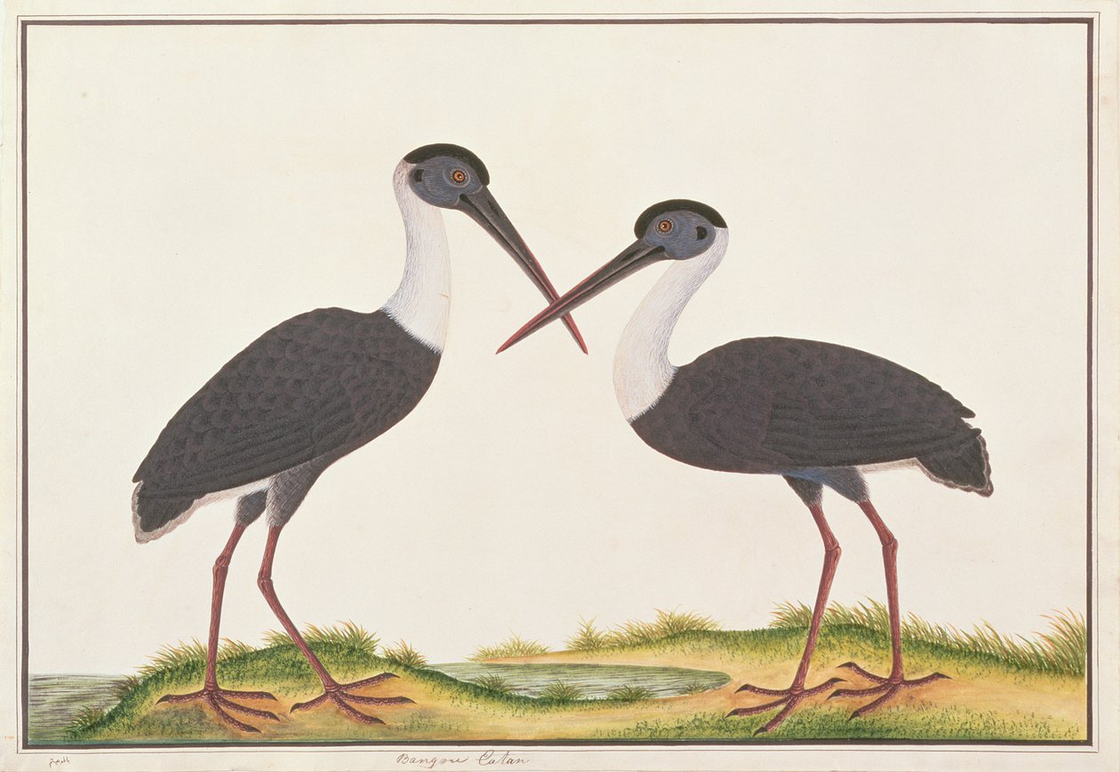 Cegonha-de-pescoço-de-lã, a partir de desenhos de aves de Malaca, c.1805-18 (wc no papel) de Chinese School