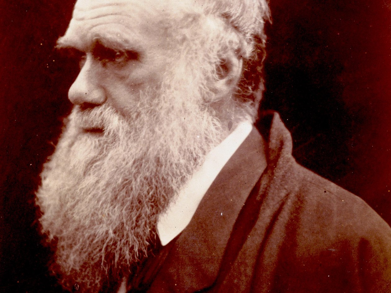Retrato de Charles Darwin, 1859 de English Photographer