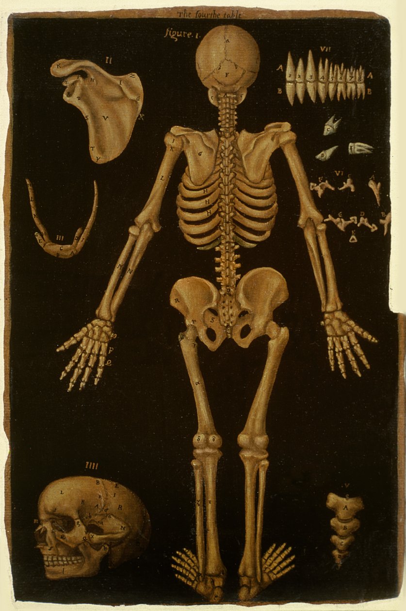 Ms Hunter 364 Tabela IV, de Anatomical Tables, por John Banister (1540-1610) (óleo sobre papel pardo) de English School