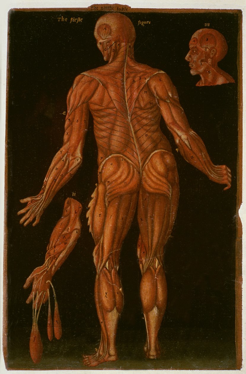 Ms Hunter 364 Tabela VIII Dissecção, c.1170, de Anatomical Tables, por John Banister (1540-1610) (óleo sobre papel pardo) de English School