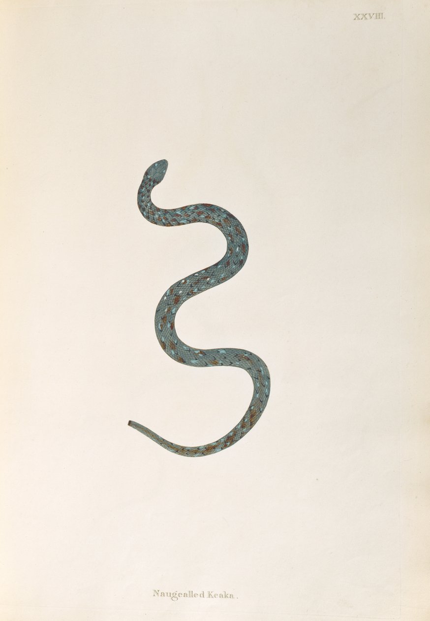 Cobra Keaka Naugealled de uma conta de serpentes indianas coletadas da costa de Coromandel por Patrick Russell, Londres, 1796 de English School