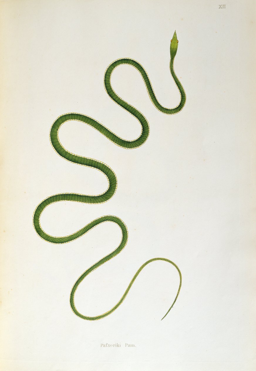 Pafseriki Pam Snake de uma conta de serpentes indianas coletadas da costa de Coromandel por Patrick Russell, Londres, 1796 de English School