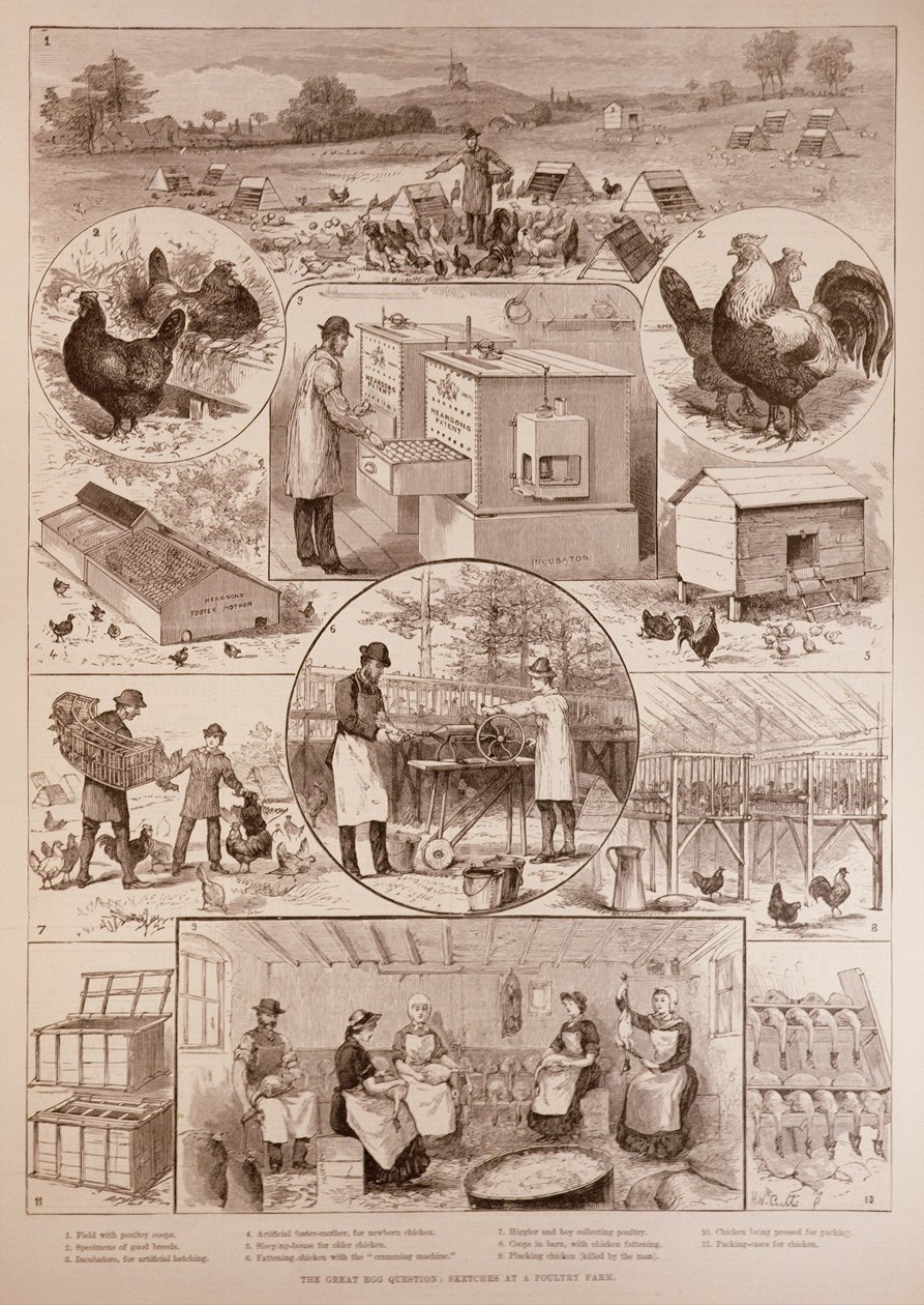A Grande Questão do Ovo: Esboços em uma Fazenda de Aves, de The Illustrated London News, 2 de abril de 1887 de English School