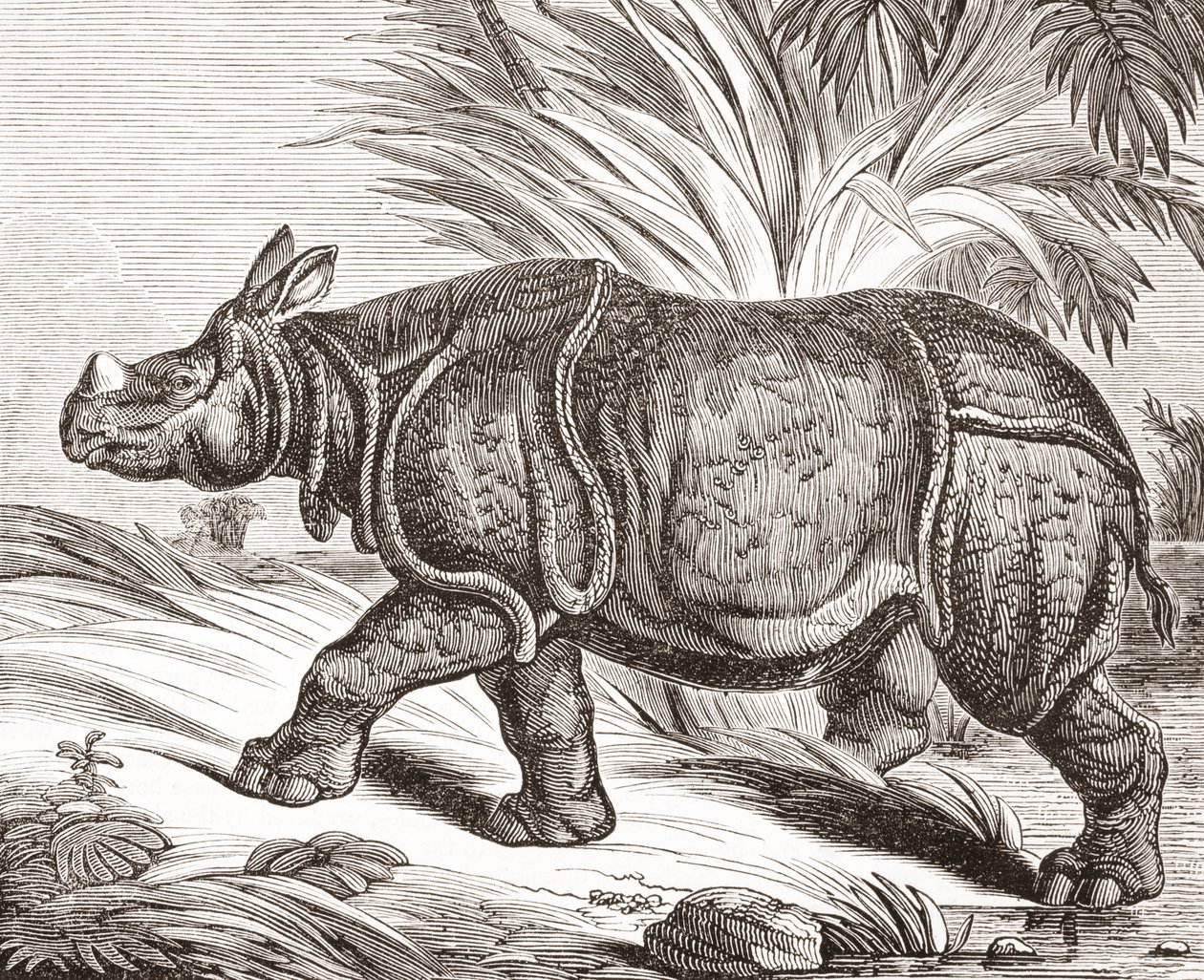 O rinoceronte indiano, ou rinoceronte de um chifre maior, da The Penny Magazine, publicou 1834 de English School