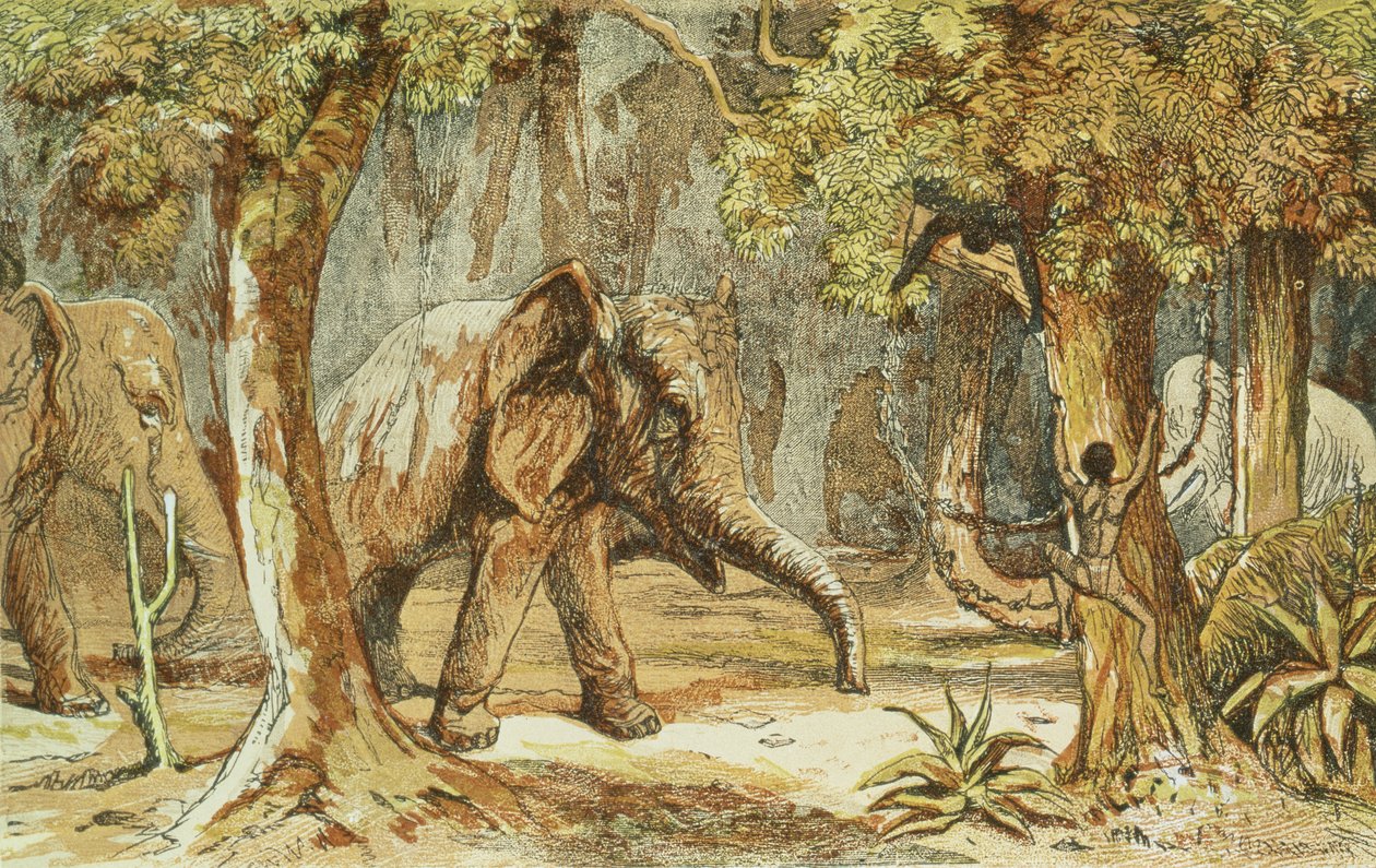 Treed by Elephants, ilustração de cenas esportivas entre os cafres da África do Sul por W. Drayson, 1855 de English School