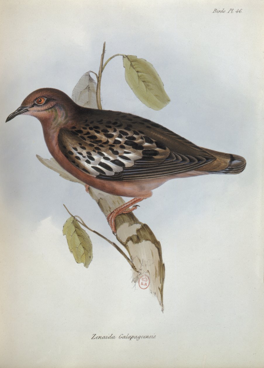 Zenaida Galapagoensis, ilustração de A Zoologia da Viagem do HMS Beagle, 1832-36 por Charles Darwin (1809-92), 1840 de English School