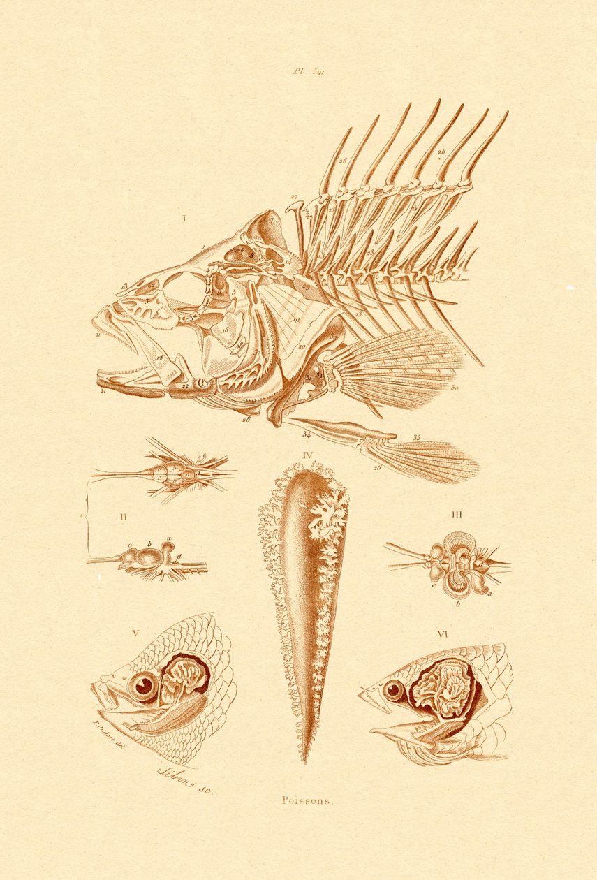 Peixe, 1833-39 de French School
