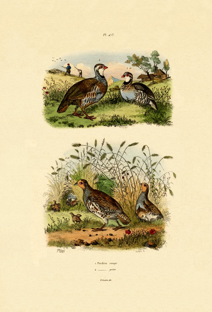 Perdiz Cinzenta, 1833-39 de French School